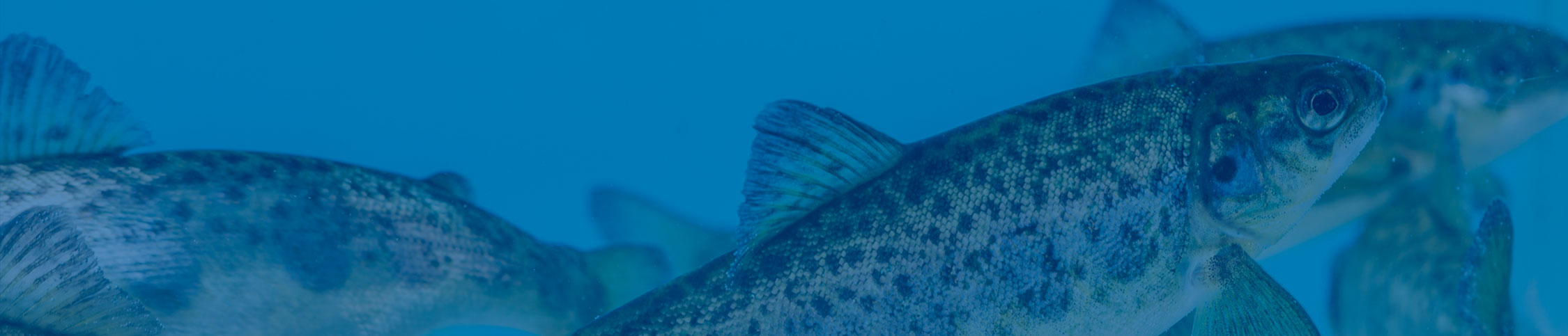 Sealand Aquaculture obtiene certificación internacional BAP